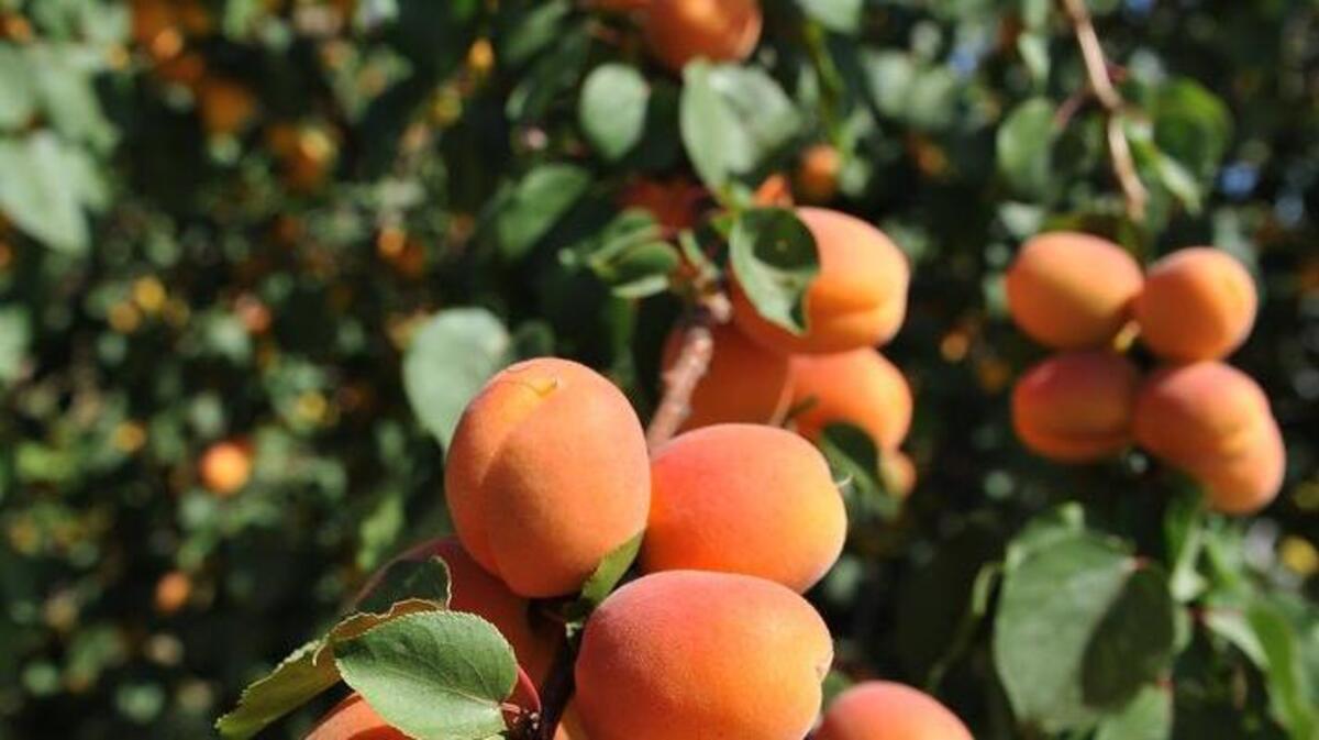 Apricots are in season – but not for long.