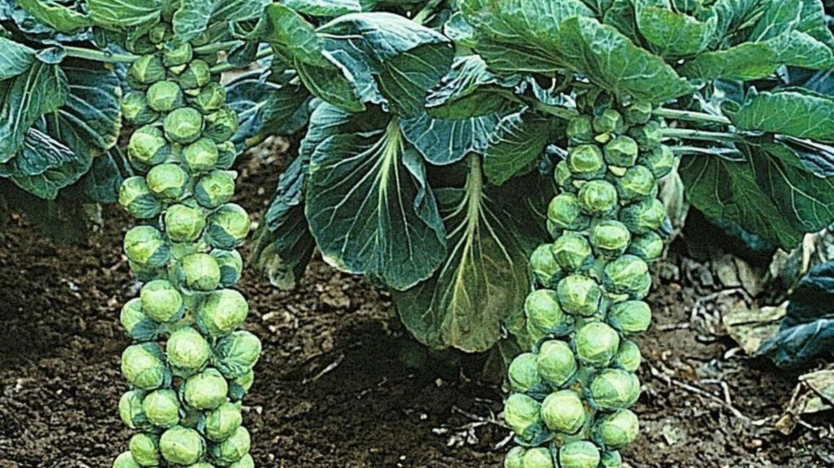 Brussels sprouts grow on a tall stalk and sometimes can be purchased that way, too.