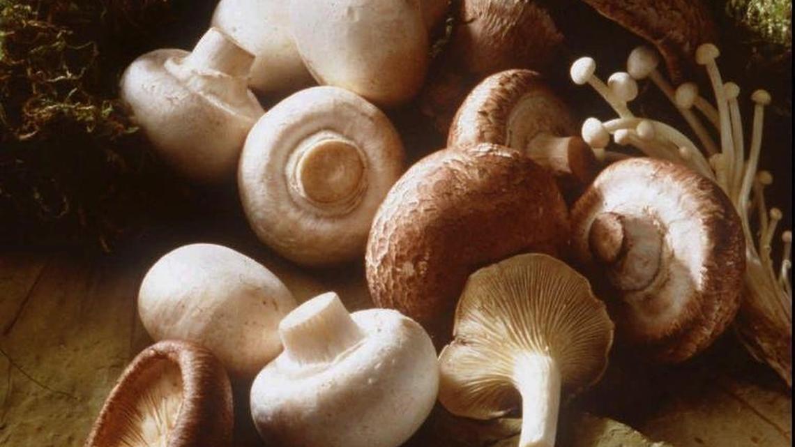 Mushrooms are valued by chefs for flavor,. A broad portobello (top), tiny enokis (right), tan creminis (right), umbrella-shaped stittake (bottom left), funnel-shaped chanterelle (center) and white button mushrooms (left).