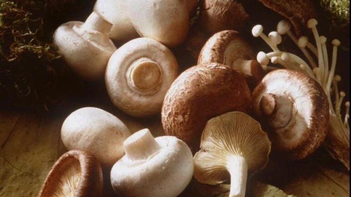 Mushrooms are valued by chefs for flavor,. A broad portobello (top), tiny enokis (right), tan creminis (right), umbrella-shaped stittake (bottom left), funnel-shaped chanterelle (center) and white button mushrooms (left).