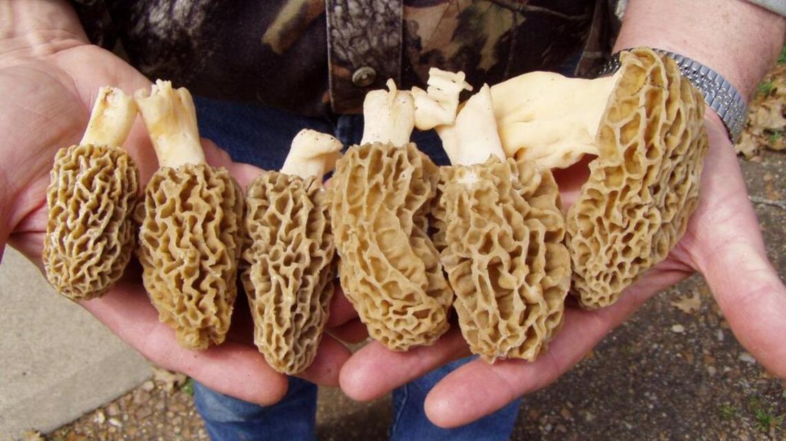 It’s peak morel mushroom season in Idaho. Don’t expect any help finding them, though.