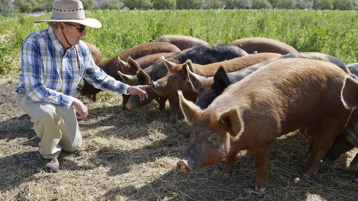 Lone Willow Ranch farmer John Teixeira looks over a group of his young Tamworth hogs in Firebaugh. For now, his biggest customer is The Local Butcher Shop in Berkeley.