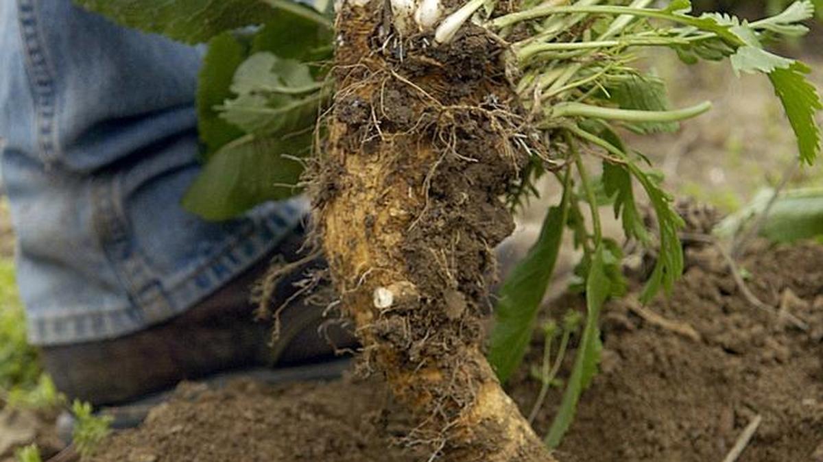 Horseradish being harvested in Illinois