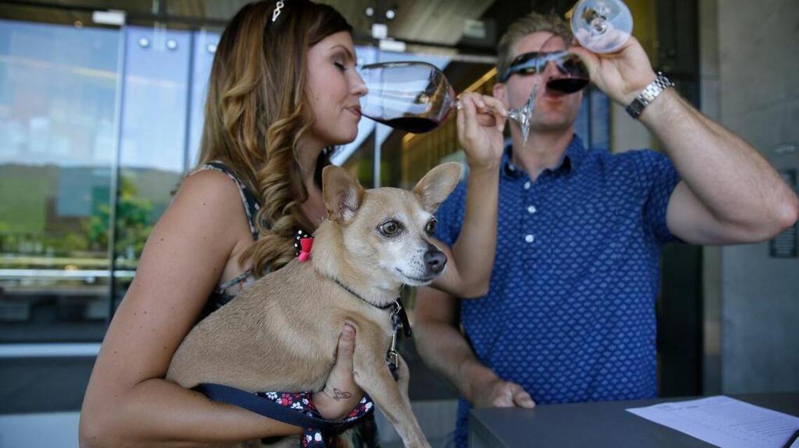 Sip and yip: Bring your dog to Napa wineries