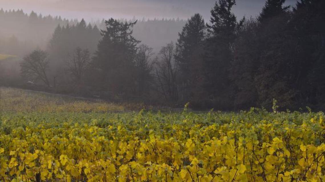 Dunne on Wine: Willamette Valley pinot noir comes of age