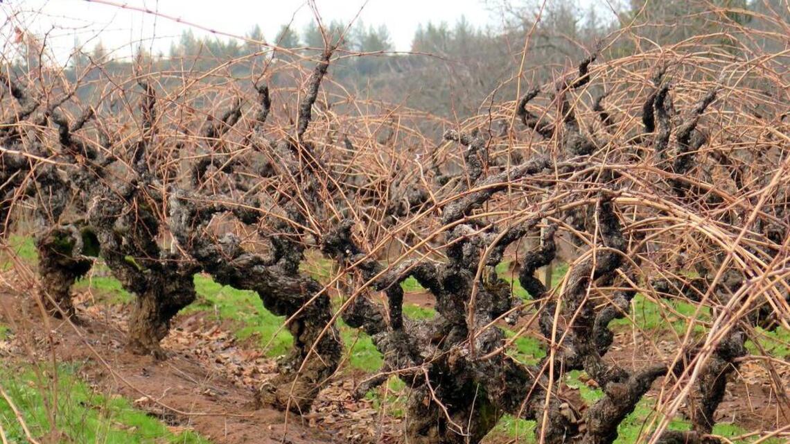 Dunne on Wine: What should be the California state wine?