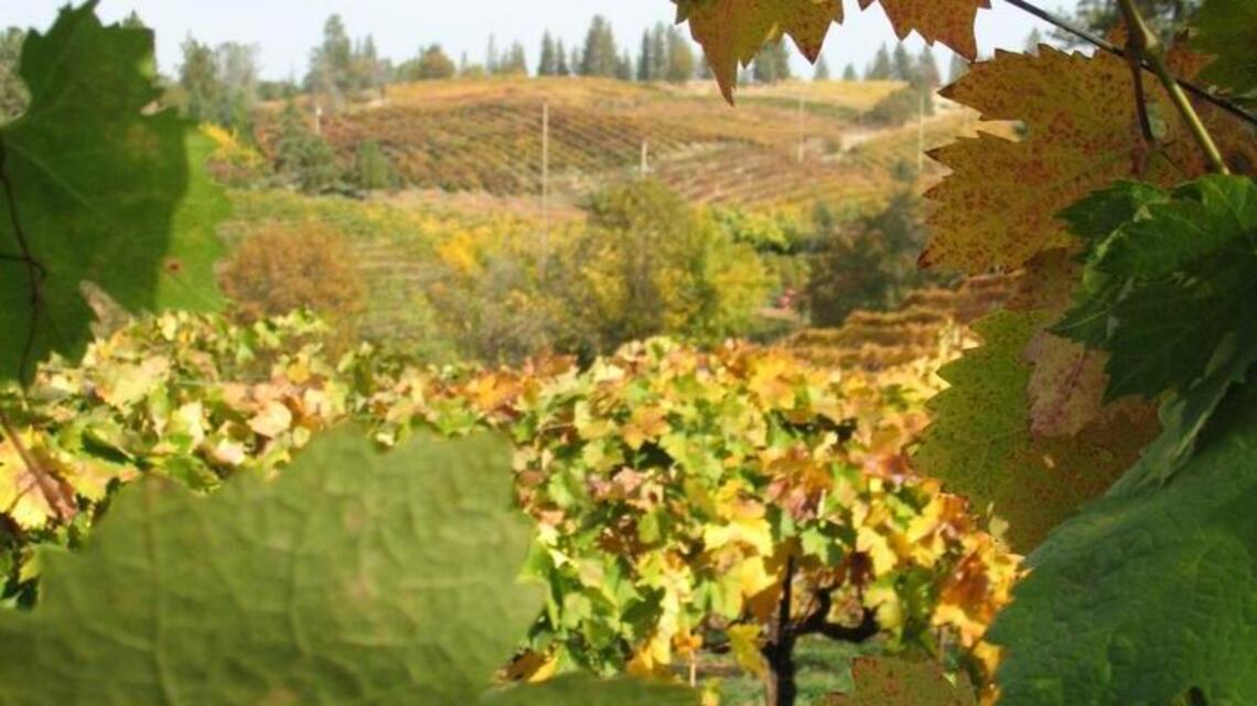 Dunne on wine: Amador County barbera