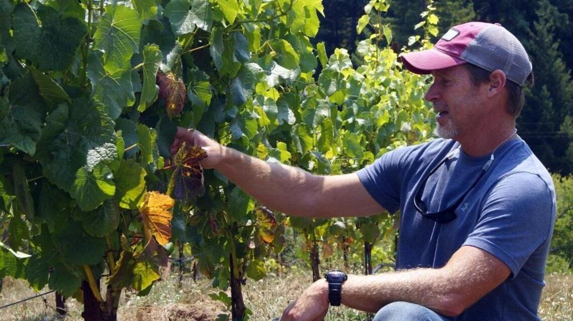 Anderson Valley winemakers take a ‘Dalmatian dog’ approach to their pinot noirs