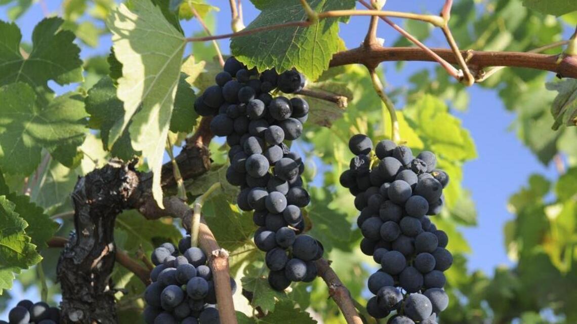 Dunne on Wine: Syrah in the Judgment of Geyserville