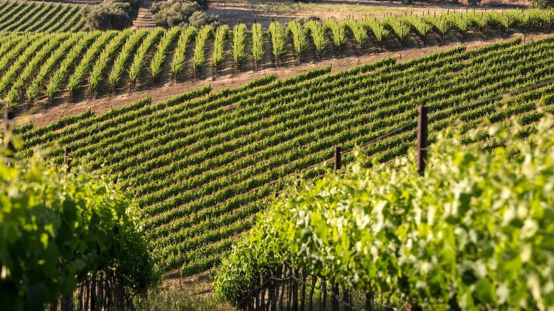 Wente Vineyards celebrates