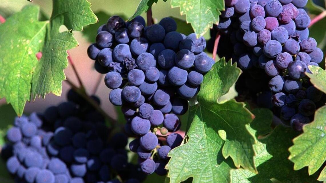 Are these wines destined to be Sierra foothill classics?