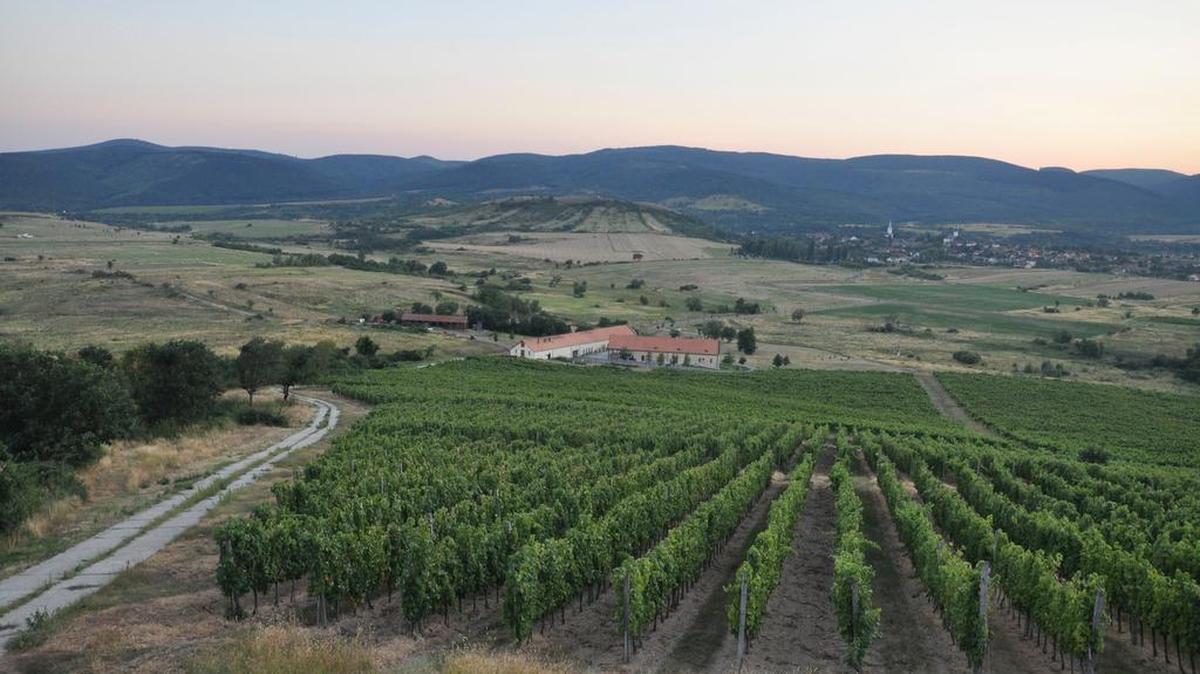 Furmint is produced at Béres Vineyards and Winery in Hungary.
