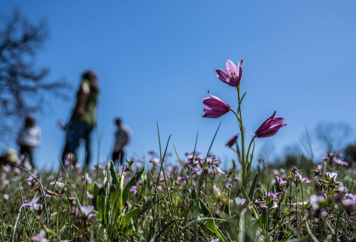 An adobe lily, a rare plant that grows in the clay soils of the Coast Ranges and the low hills of the Sacramento Valley, soaks up the sunshine during a tour earlier this month of Molok Luyuk, which means “Condor Ridge” in the Yocha Dehe Wintun tribal langauge.