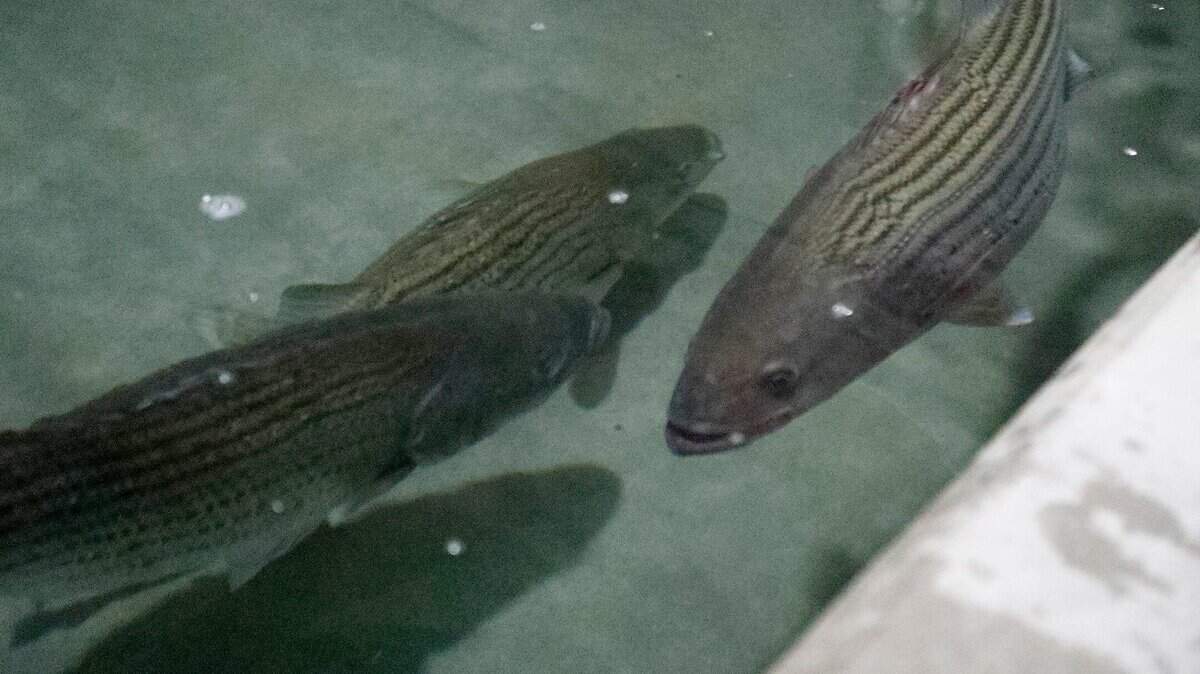Male striped bass swim in a tank at the Richmond Hill Hatchery.