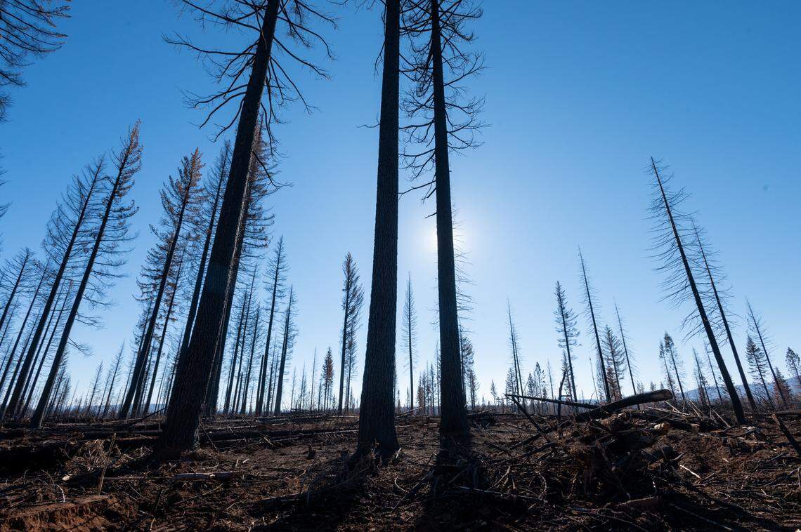 Damaged trees remain on Collins Pine Co. land near Chester on Friday, Dec. 3, 2021. Trees that were salvageable were logged after the Dixie Fire this summer. About 30,000 of the company’s 95,000 acres of trees burned during the fire.