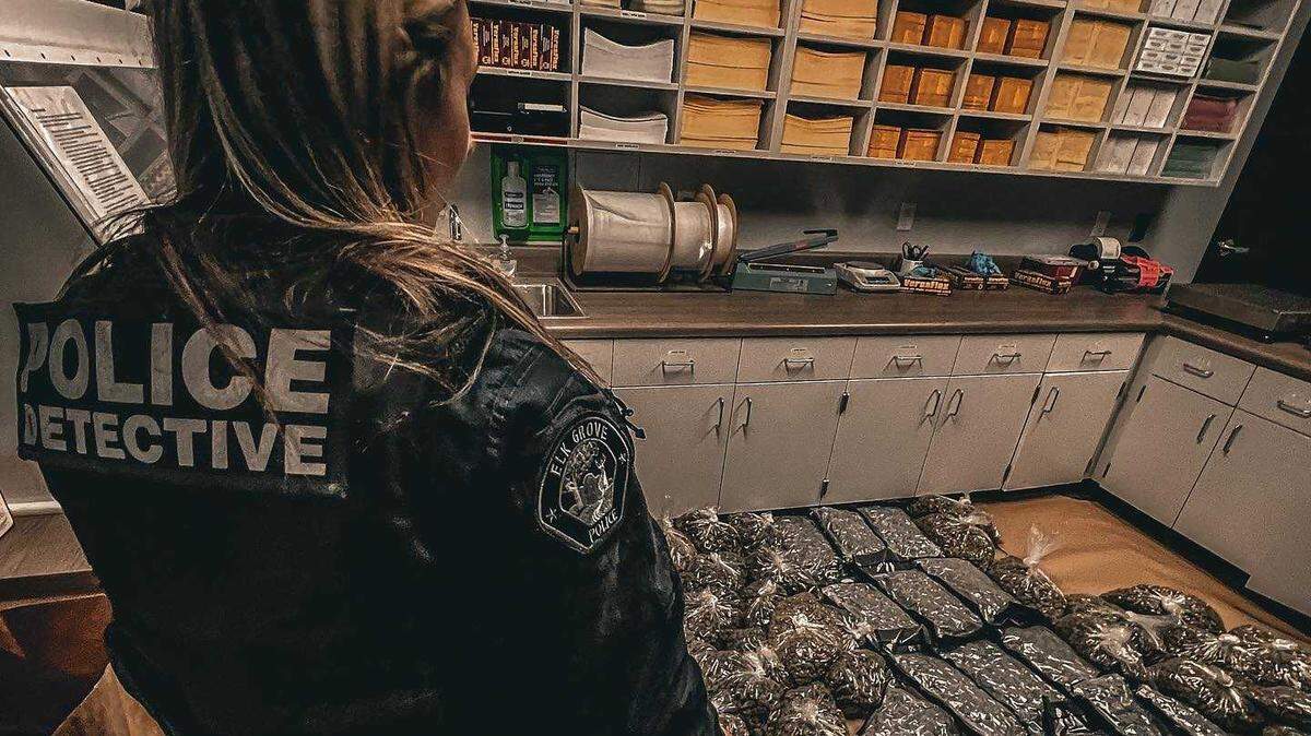 Detectives on Wednesday found two unregistered guns, over $70,000 in cash and 395 pounds of marijuana after serving search warrants at two homes on Tagus Way and Wagoner Way in Elk Grove.