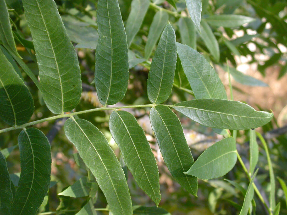 California black walnut tree