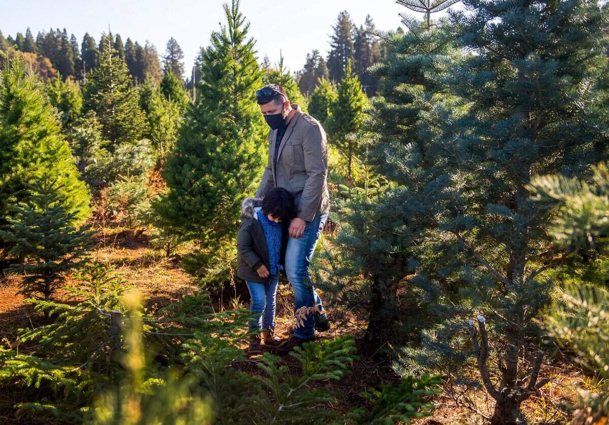 Julian, 3, hugs his father Julio Gonzalez as they search for the perfect Christmas tree at McGee’s Christmas Tree Farm in Placerville in 2020. 