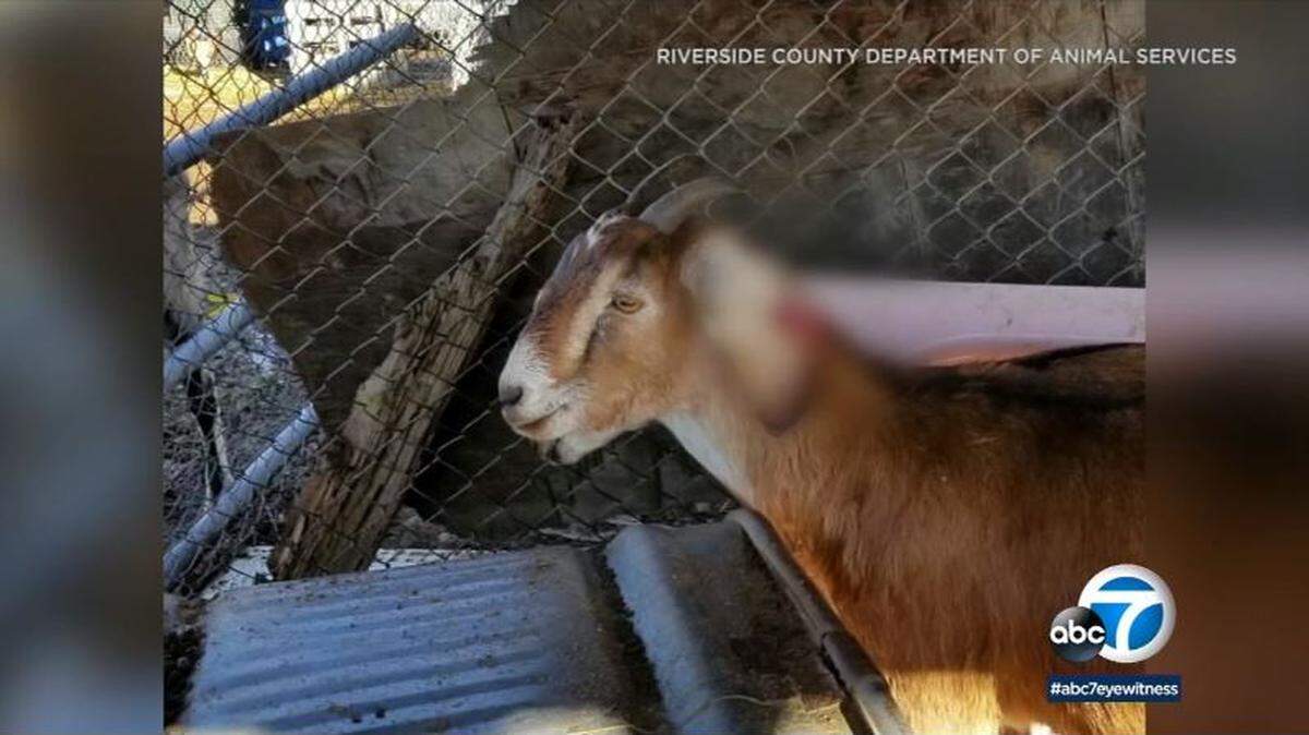 Several goats were hurt or killed in a dog attack, California officials say.