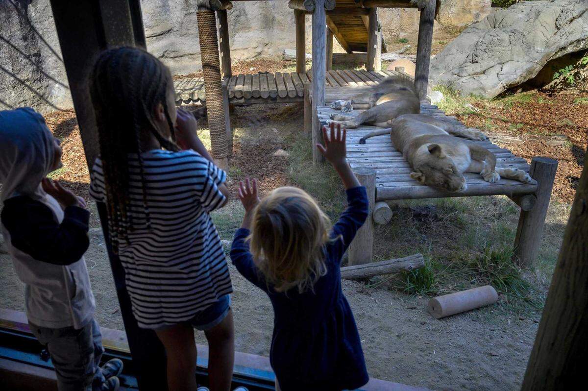 Children vie for the attention of lions Cleo, foreground, and Kamau in their space at the Sacramento Zoo in 2019. Cleo, who had been at the zoo since 2007, died at the age of 19 from advancing kidney disease, zoo officials announced on Tuesday, Oct. 15, 2024.