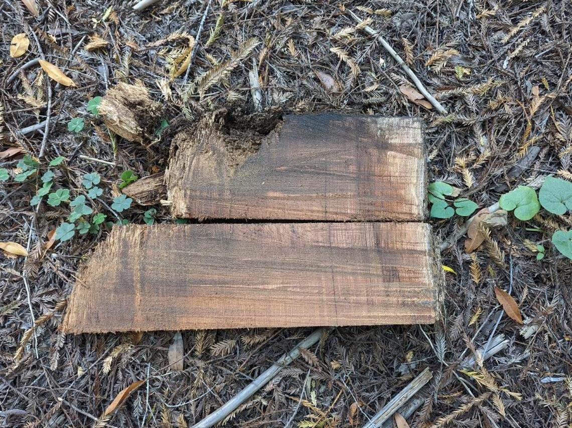 Sample of redwood tree shows annual rings. Researchers will use these rings to better understand past earthquakes.