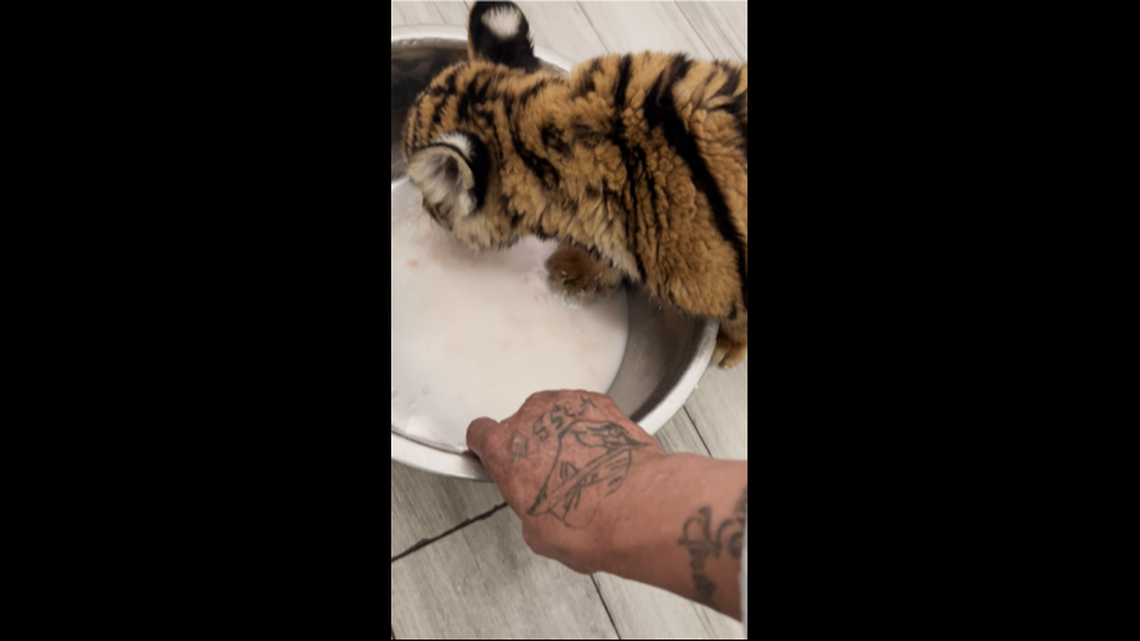 An image of the man’s hand with the tiger, according to prosecutors.