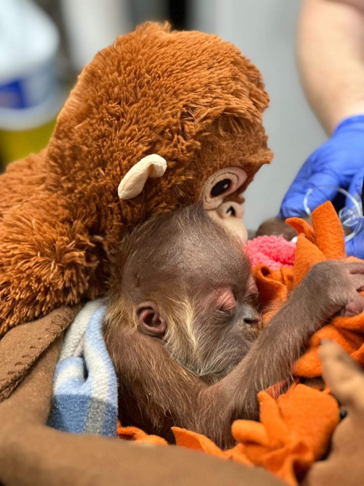 Baby Sumatran Orangutan asleep against a stuffed animal.