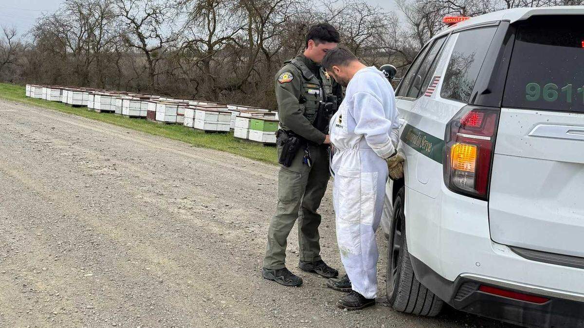A Yolo County sheriff’s deputy places a 47-year-old Sacramento resident under arrest in northeastern Yolo County on Tuesday, Feb. 10, 2026. The man was booked on multiple felony charges after investigators said they traced stolen beehives valued in the high tens of thousands of dollars to a theft in the Sacramento Valley.