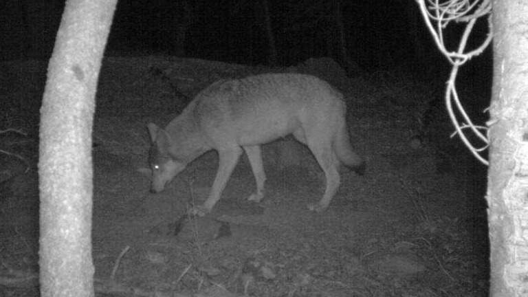 Gray wolf sighting in Lake County sparks hopes of continued California comeback