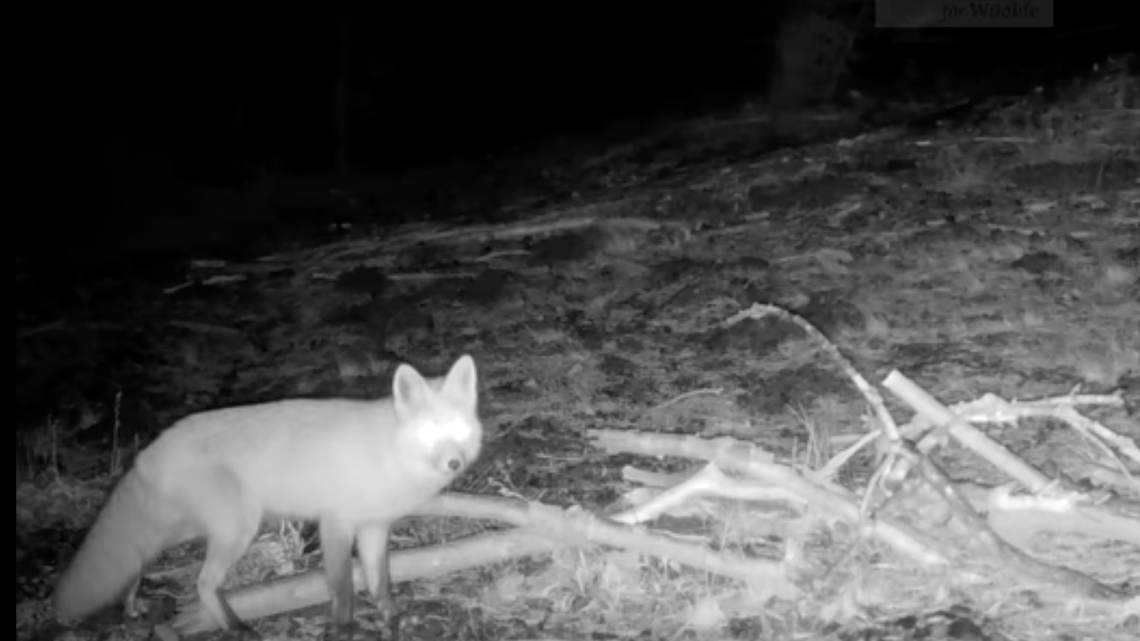 Rare Sierra Nevada red fox spotted near Tahoe, may be making a comeback