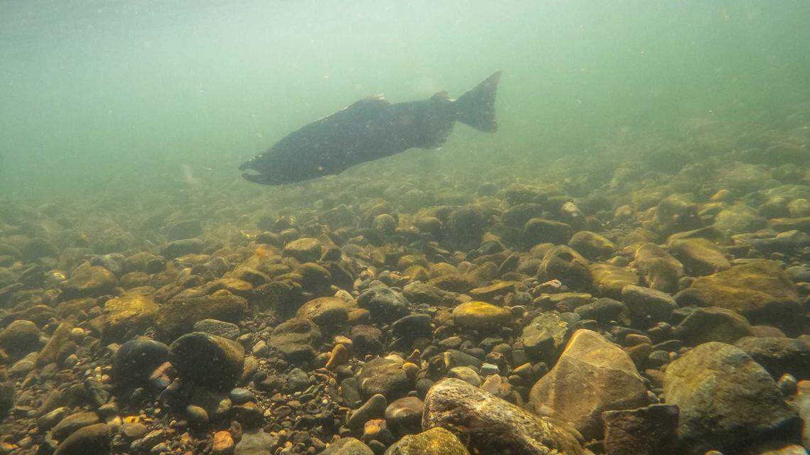 Fall-run Chinook salmon file photo.