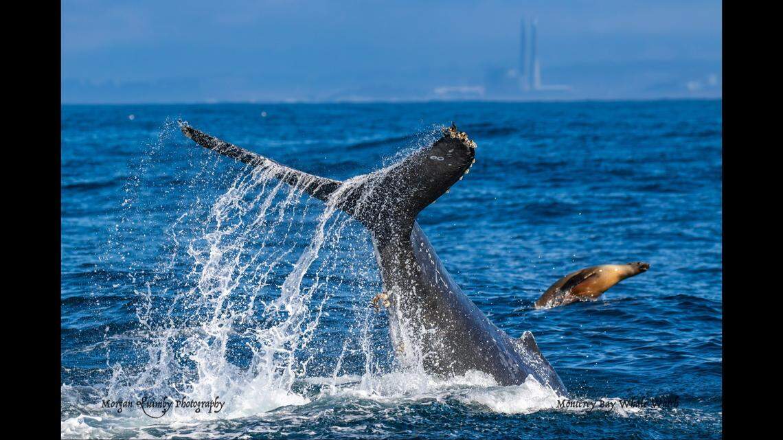 The humpback baby found sea lions to play with.