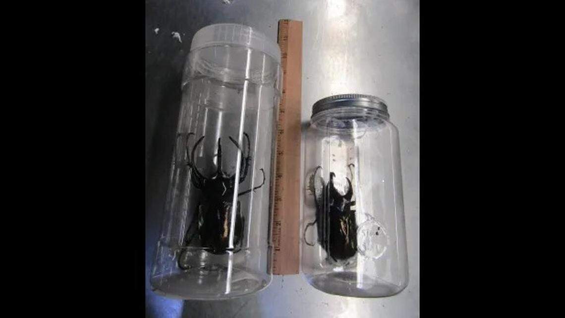 Two of the beetles found by specialists.