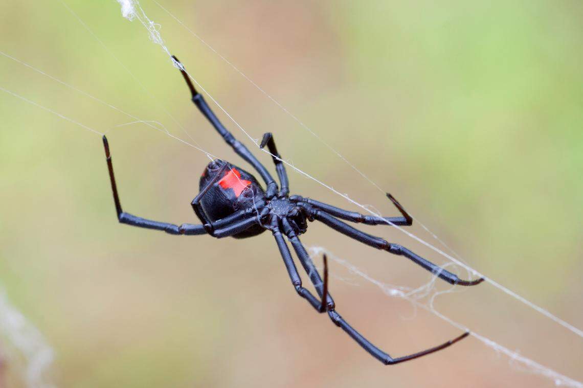 Black widow spider