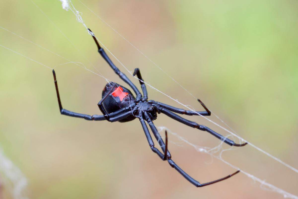 A black widow spider spins a web. The venomous creatures are common in Sacramento during warm months, typically hiding under objects during the daytime.