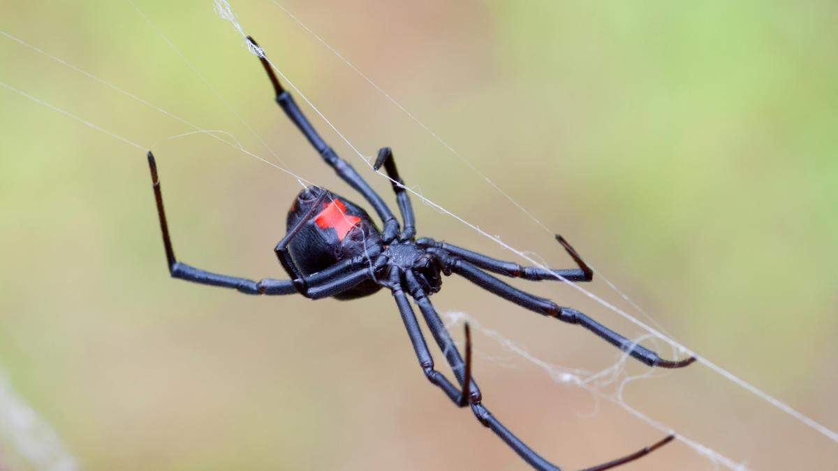 A black widow spider shows its characteristic red hourglass marking.