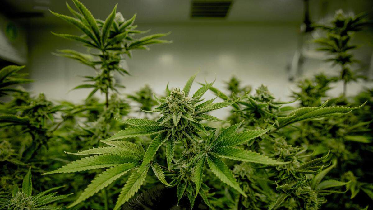 An Alaska man accused of scamming investors with a proposed marijuana “theme park” was sentenced to prison, feds say.