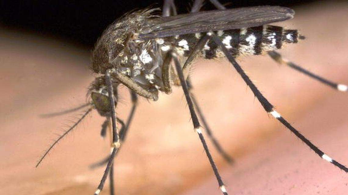 ‘Perfect’ spring weather for mosquitoes. What to know about West Nile virus