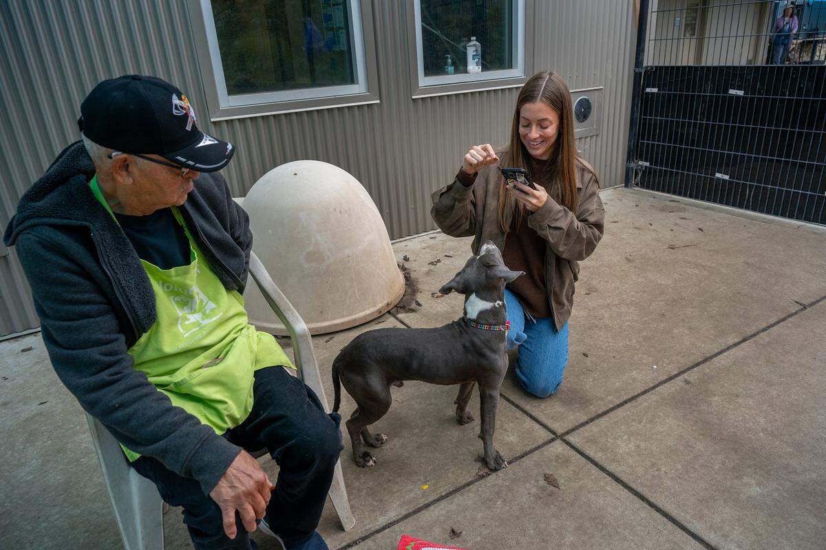 Brittani Peterson, the social media manager for Sacramento County Animal Care Services, takes photos of a dog named Capone to post on social media as volunteer Joe Chavez watches at the Bradshaw Animal Shelter in Sacramento County on Monday, Nov. 24, 2025. Chavez said he volunteers twice a week for a few hours, helping with the socialization of the animals, which also helps Peterson learn their personalities.