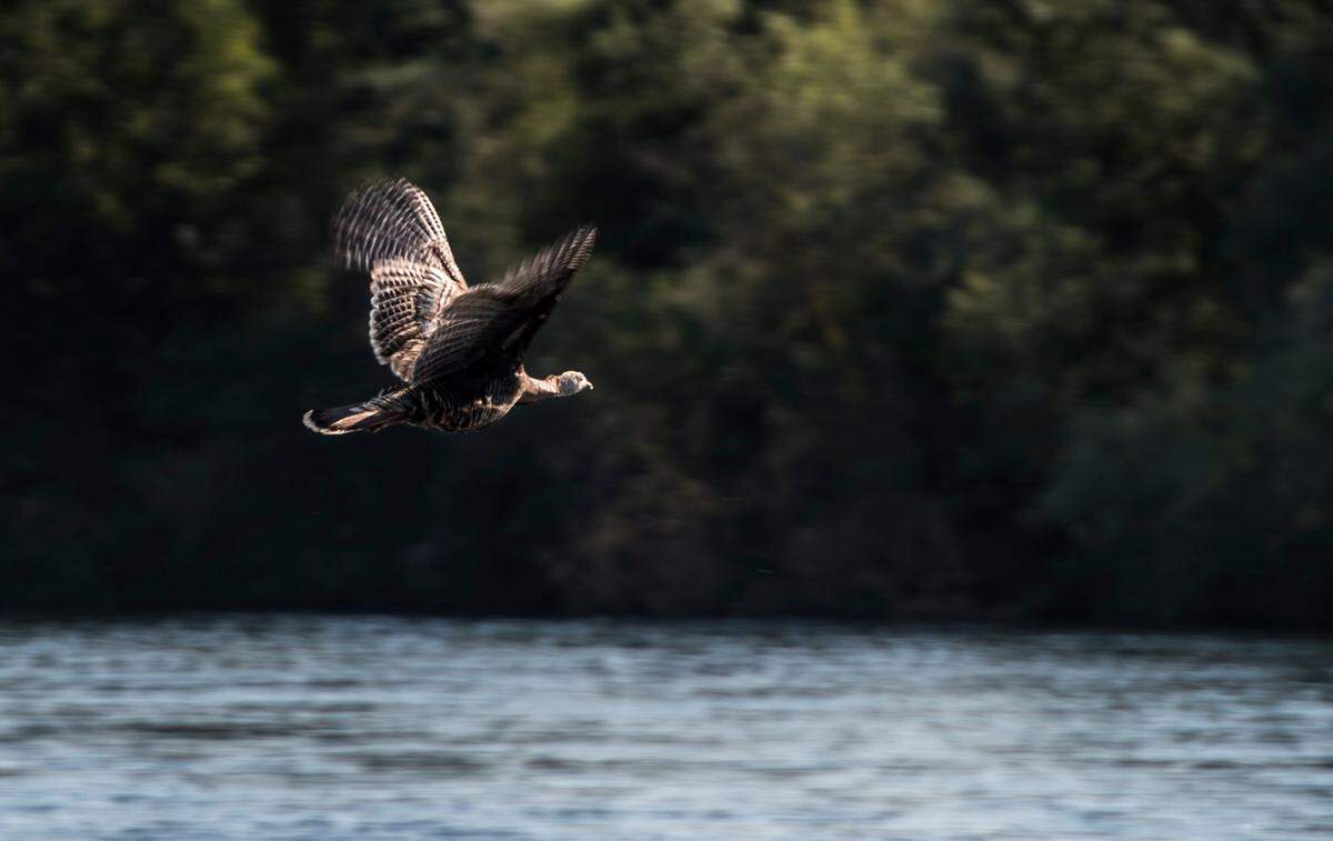 A turkey flies across the American River from the Effie Yeaw Nature Center in 2016. The birds like to roost high in tree groves near water.