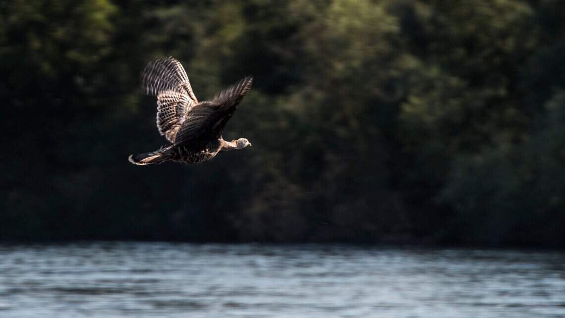 New $25 ‘Staycation’ pass launched for Sacramento Regional Parks