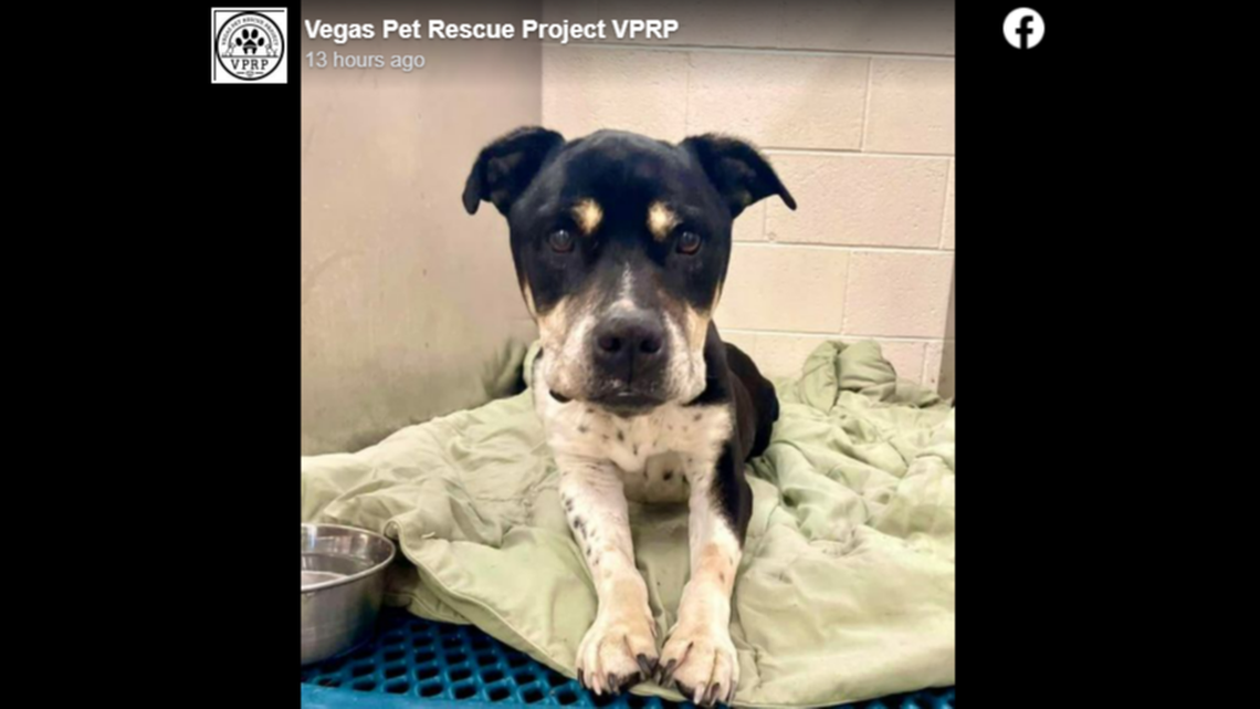 A malnourished dog named Anakin found wandering a Nevada junkyard is gaining national attention for having eaten rocks to survive.