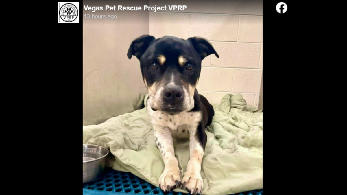 A malnourished dog named Anakin found wandering a Nevada junkyard is gaining national attention for having eaten rocks to survive.