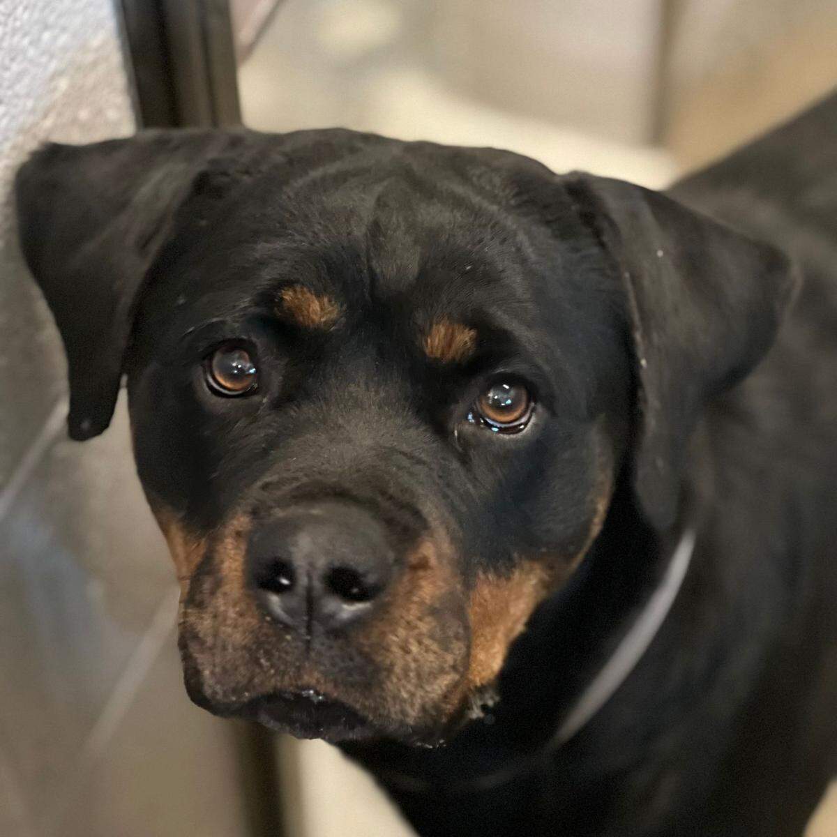 Sacramento SPCA rescued and transferred 17 animals from southern Califronia amid wildfires.