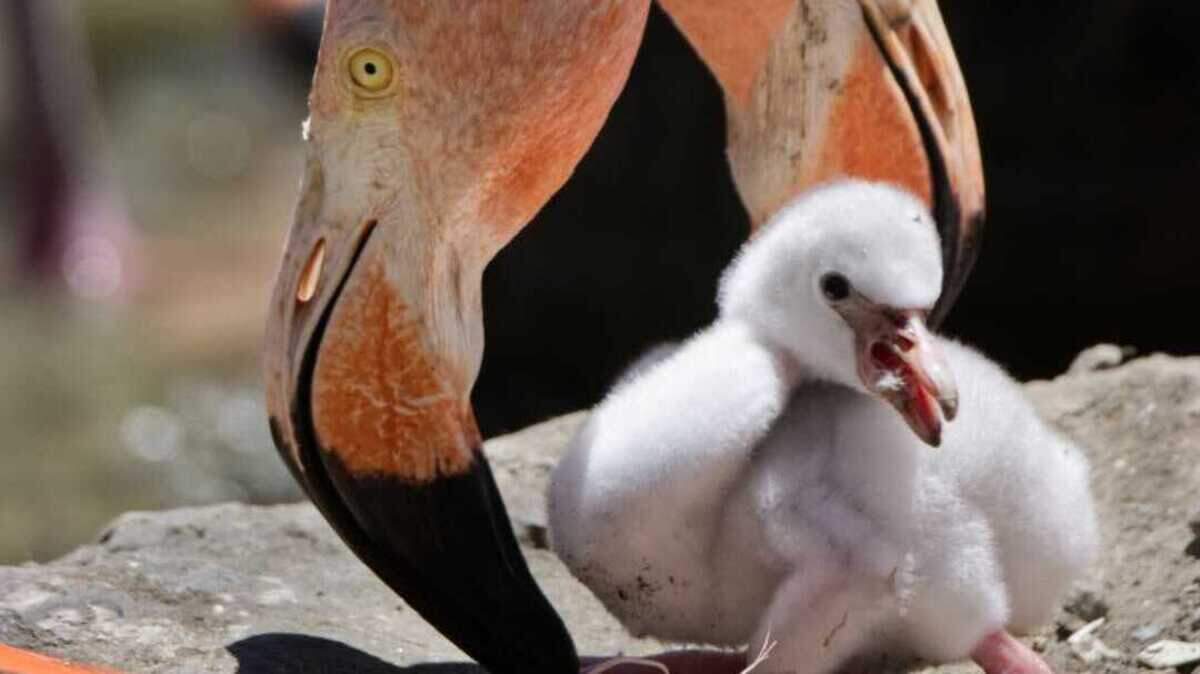 A new flamingo chick is cared for by its parents at the Sacramento Zoo this year. The Land Park facility has undertaken a host of biosecurity measures to protect its birds from infection by a new strain of avian flu sweeping across the country.