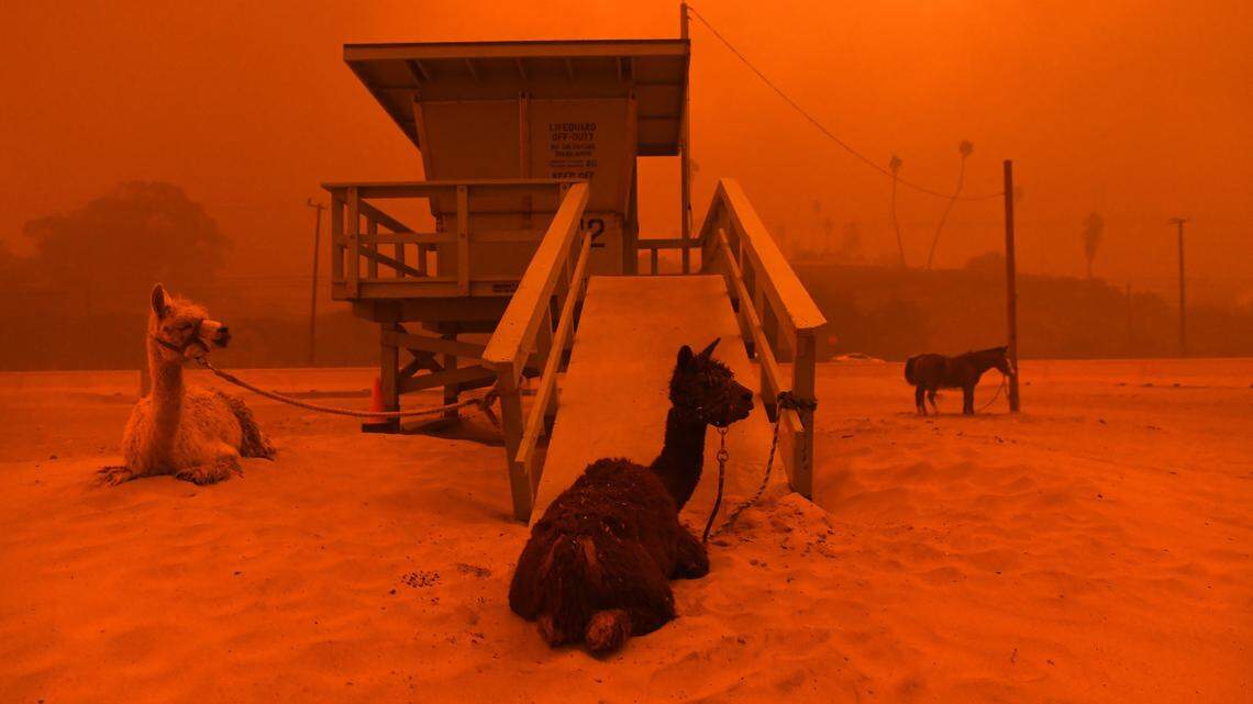 Llamas are tied to a lifeguard station on the beach in Malibu at the height of the Woolsey fire.