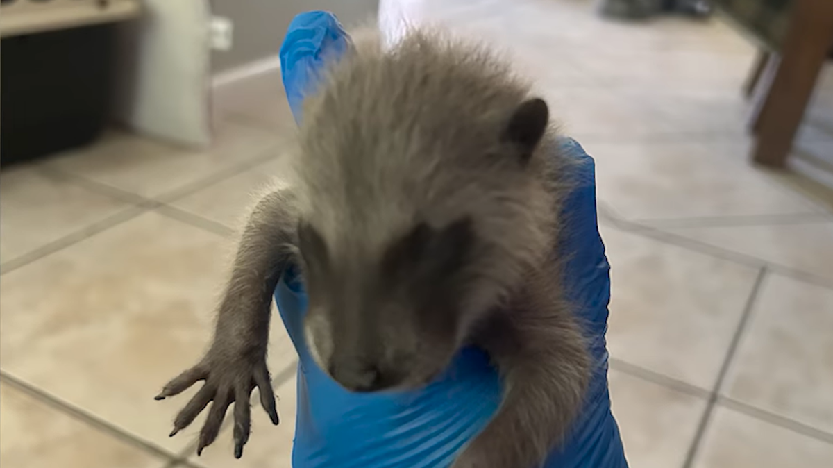 Four baby raccoons were rescued from a California home’s chimney after their mother crawled inside to give birth there.