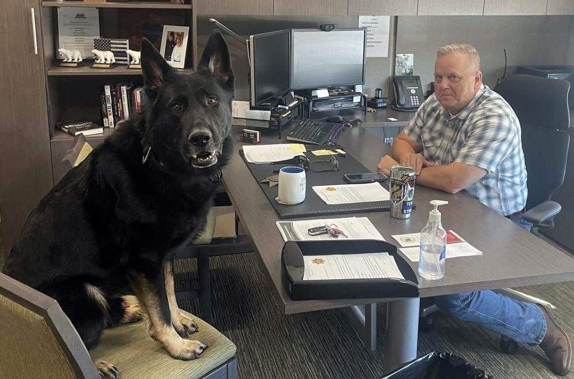 K-9 Officer Apollo, left, sits with El Dorado County Sheriff Jeff Leikauf in an undated photo. The El Dorado County Sheriff’s Office announced Thursday that Apollo, a 6-year-old German shepherd who joined the department in November 2020, died after a sudden medical emergency at home following an exercise session.