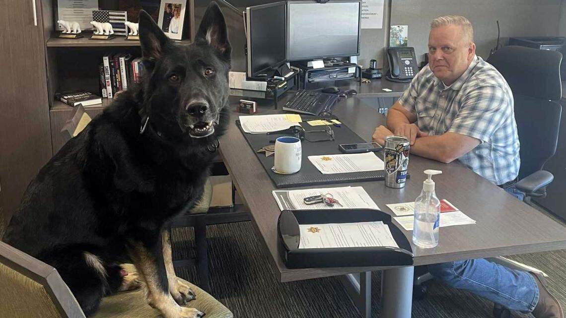 K-9 Officer Apollo, left, sits with El Dorado County Sheriff Jeff Leikauf in an undated photo. The El Dorado County Sheriff’s Office announced that Apollo, a 6-year-old German shepherd who joined the department in November 2020, died after a sudden medical emergency following an exercise session.