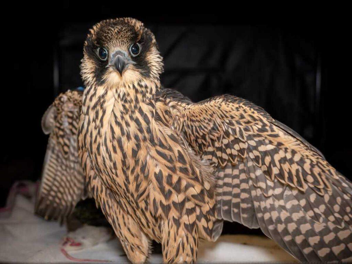 Nox is seen in a photo from the summer of 2023 while being cared for by UC Davis’ California Raptor Center. As a chick, he was nicknamed Little Boy Blue because of the blue tape placed around one leg, to differentiate him from his siblings, who sported other colors.
